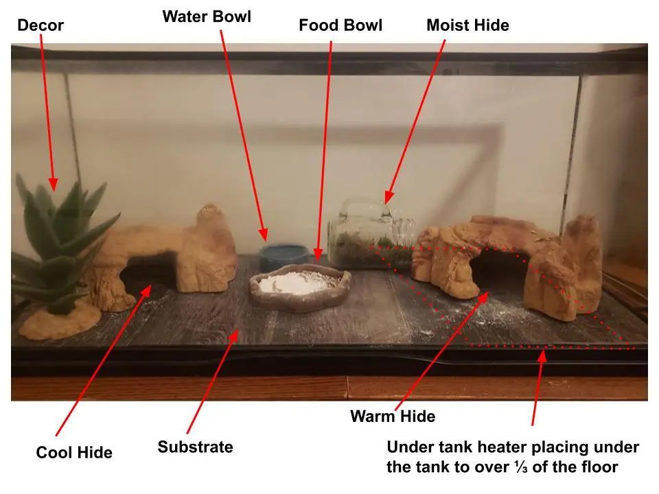 Baby Leopard Gecko Care The Ultimate Beginner’s Guide