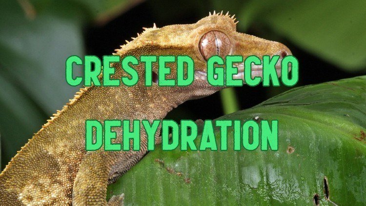 Crested Gecko Dehydration: Symptoms, Treatment & Prevention