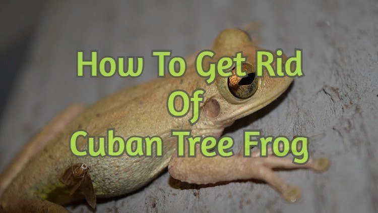 Cuban Tree Frog Control Methods Ways To Get Rid Of Them