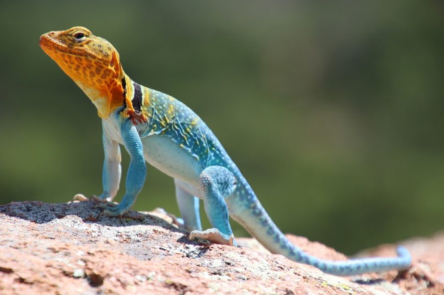 What Lizards Can Be Found In Oklahoma? 18 Species With Photos
