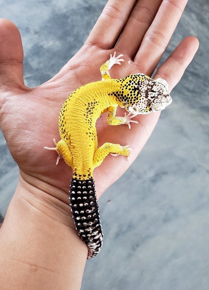 Leopard Gecko Morphs To Avoid The Pet Enthusiast