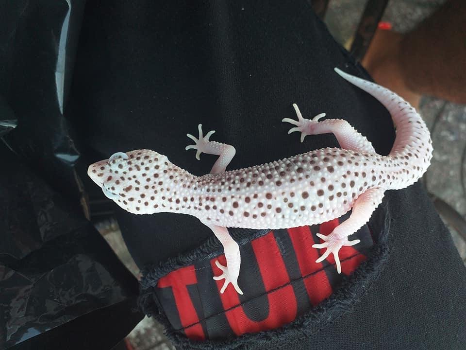 Leopard Gecko Morphs To Avoid The Pet Enthusiast