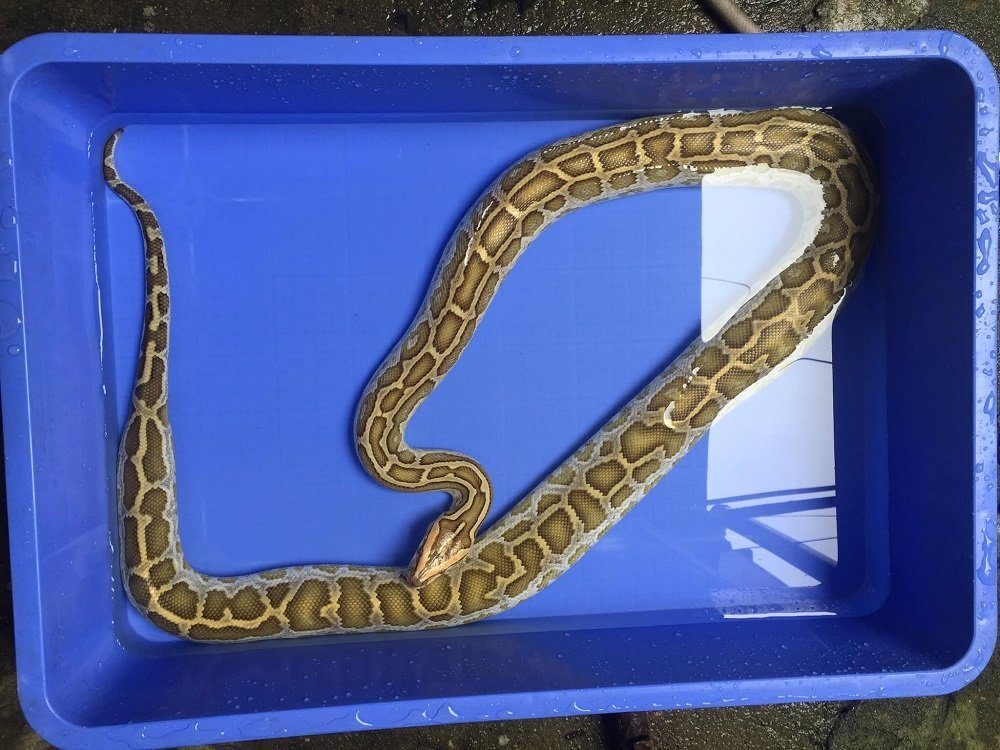 Ball Python Soaking When And How To Soak A Ball Python?