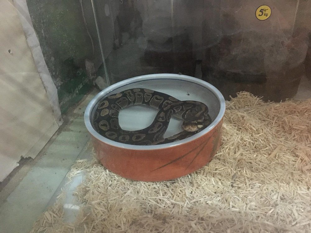 Why Is My Ball Python Soaking In The Water Bowl?