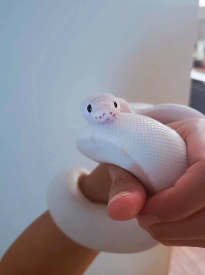 Ball Python Happy And Stress Signs ThePetEnthusiast