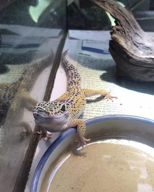 Leopard Gecko and Water 15 Things You Should Know