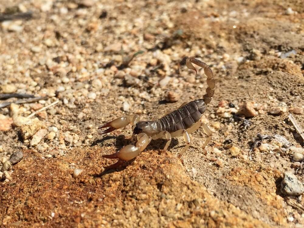 41 Types Of Scorpions In California (with Pictures)
