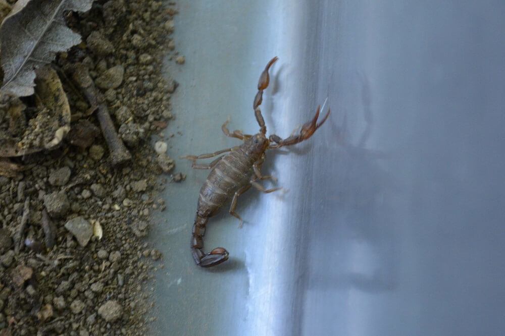 41 Types Of Scorpions In California (with Pictures)