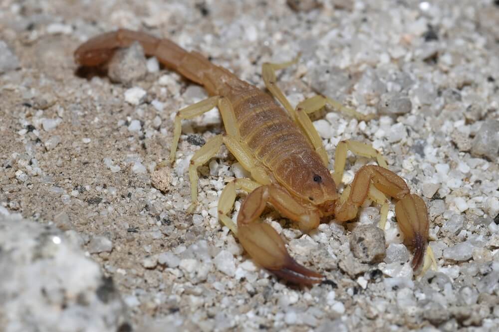 41 Types Of Scorpions In California (with Pictures)