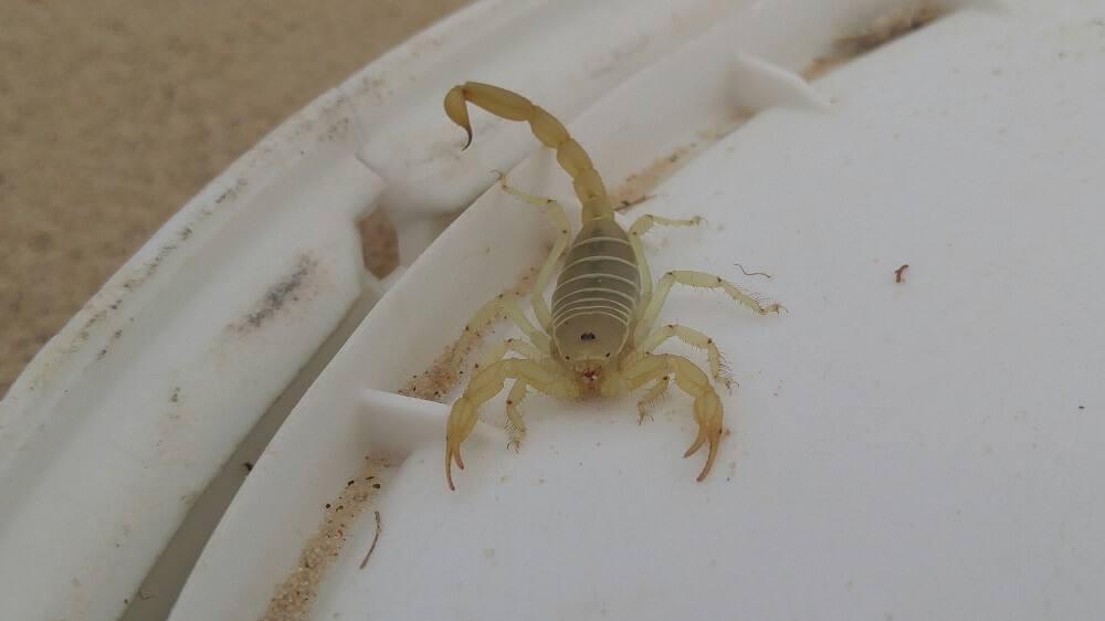 12 Scorpions in Utah (With Photos) And 5 Important Facts