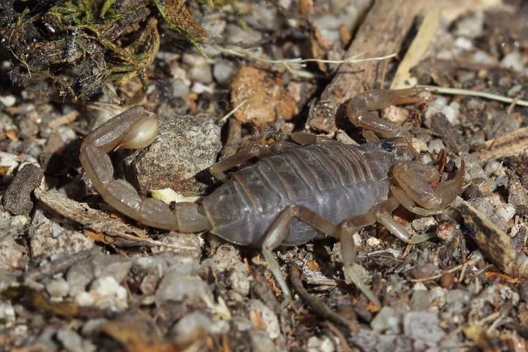 Types Of Scorpions In California? 41 SPECIES WITH PHOTOS