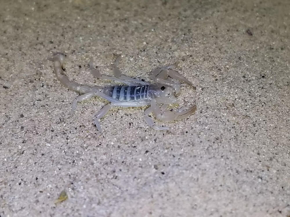 41 Types Of Scorpions In California (with Pictures)
