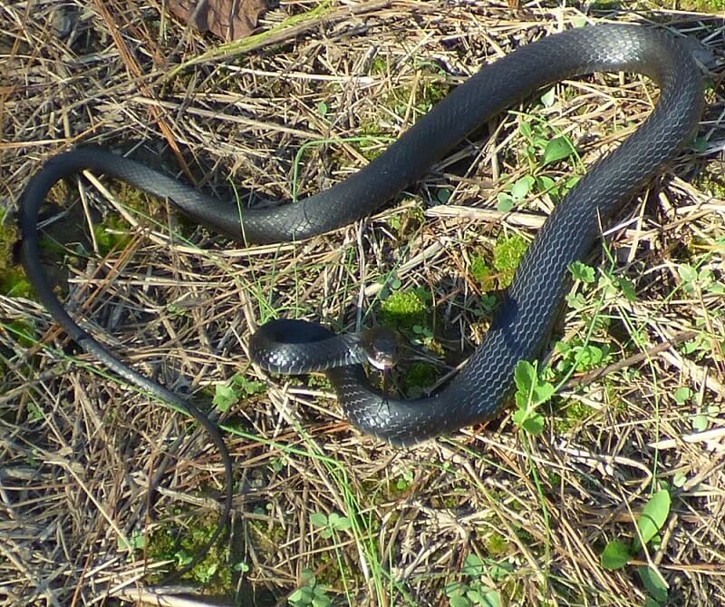 42 Snakes In South Carolina (6 Species Are Venomous)