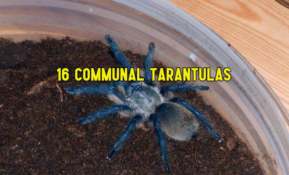 16 Communal Tarantulas And Tips To Set Up A Communal Habitat