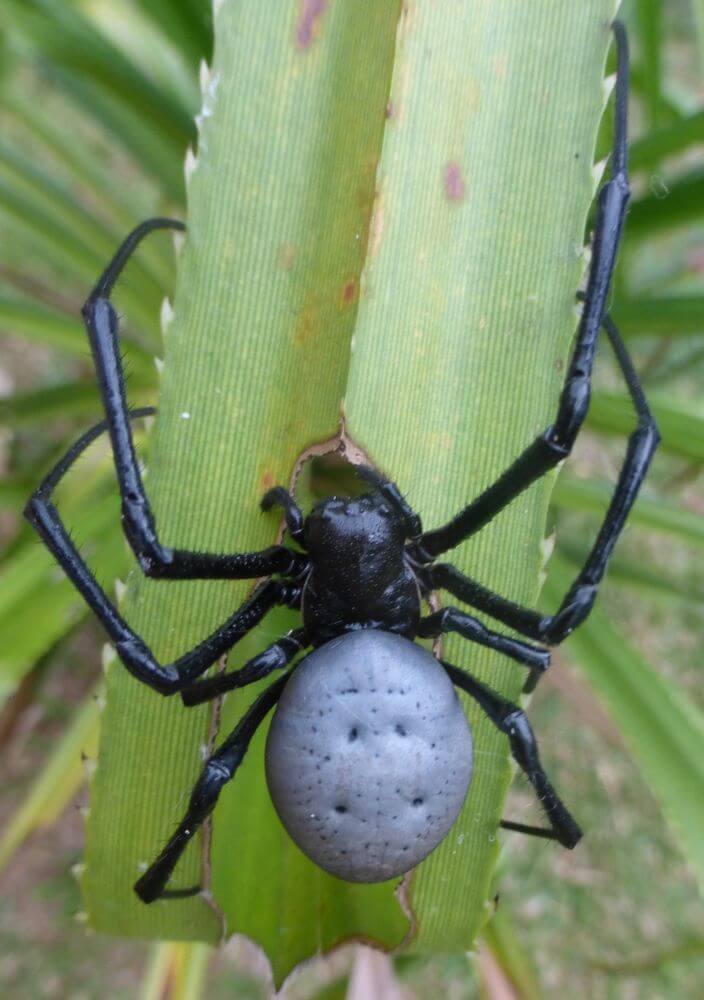 25 Stunning Blue Spiders in The World (with Pictures)