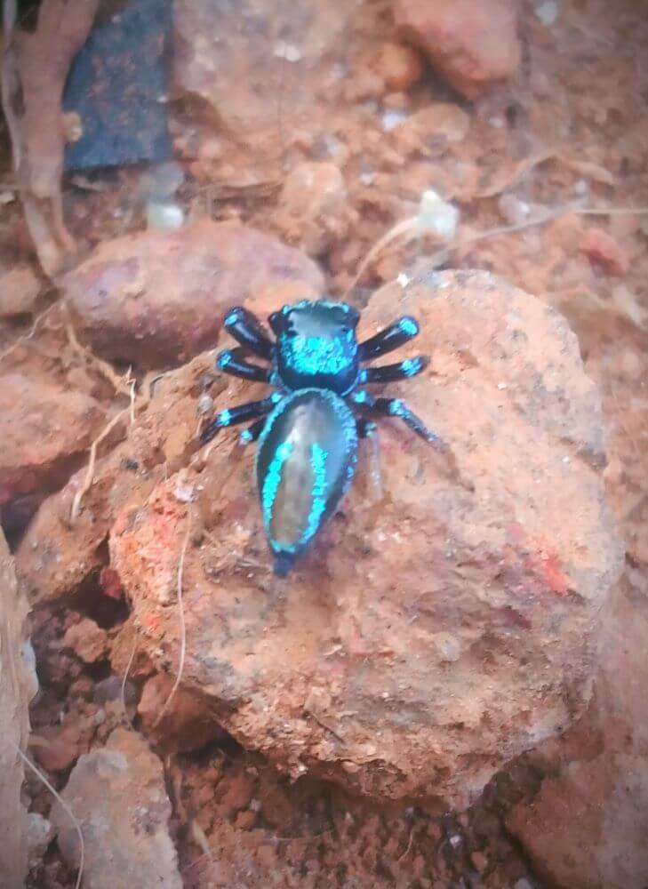 25 Stunning Blue Spiders in The World (with Pictures)