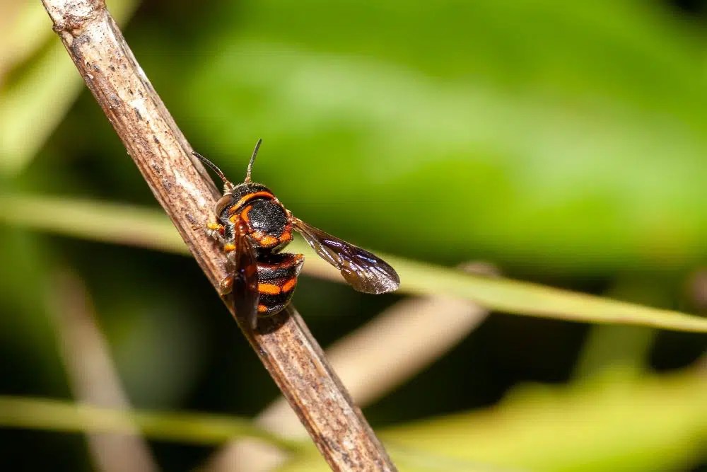 26 Common Bees in Florida (Pictures and Identification)