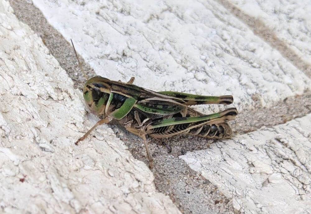 40 Common In Texas (with Pictures)