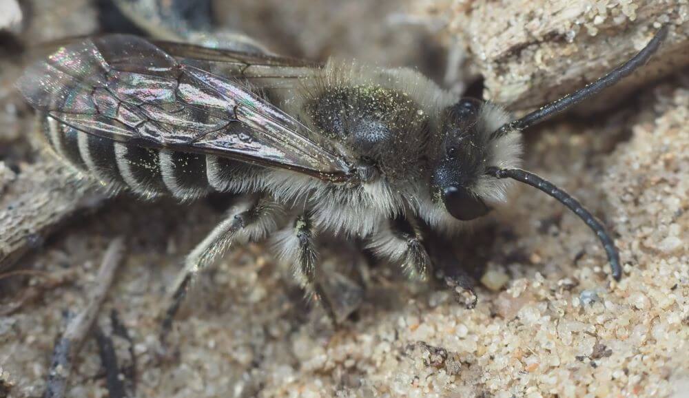 33 Common Bees in Pennsylvania (with Pictures)