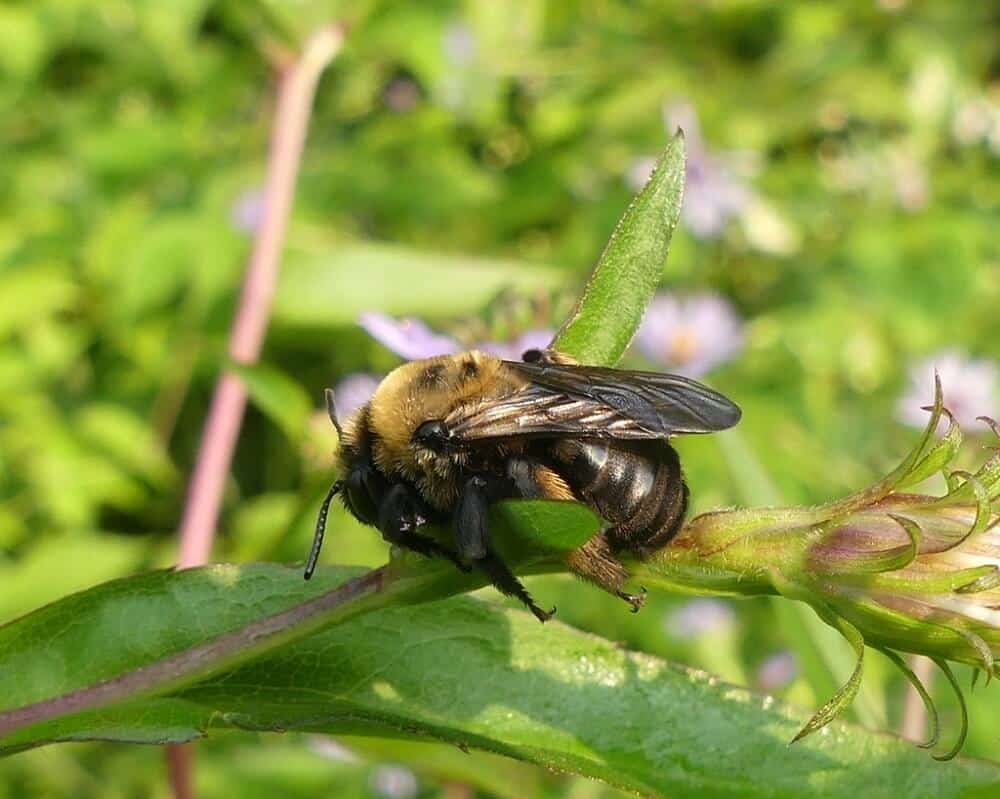 37 Common Bees in Minnesota (with Pictures)