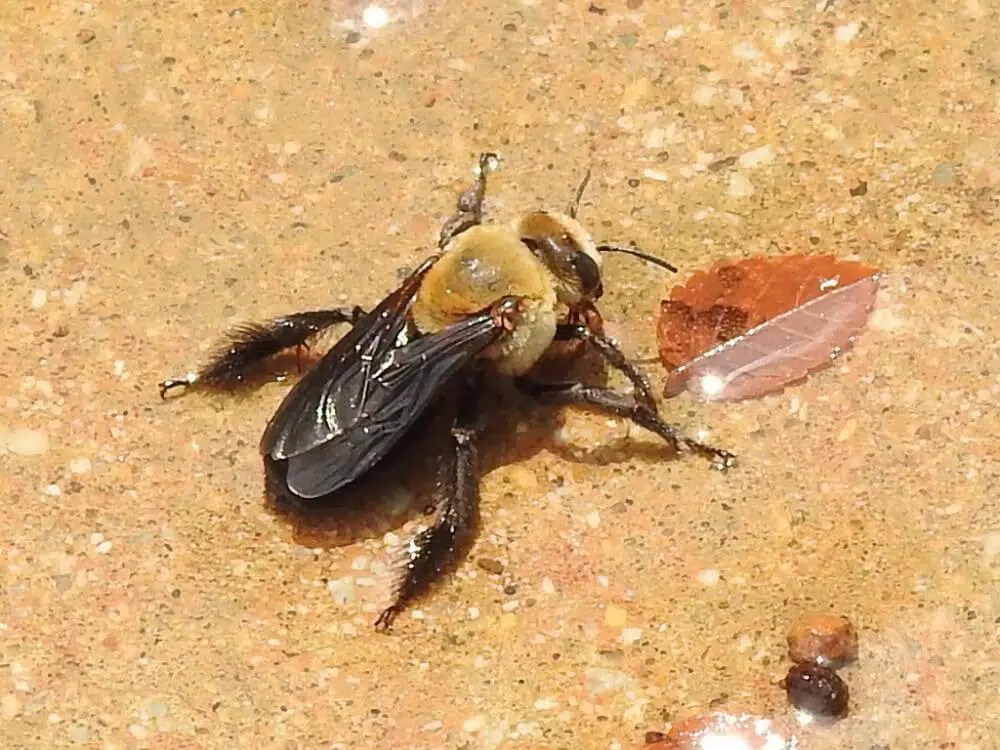 36 Common Bees in (with Pictures)