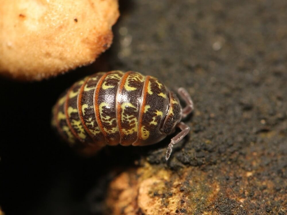 21 Bugs That Look Like Centipedes (But They Aren't)