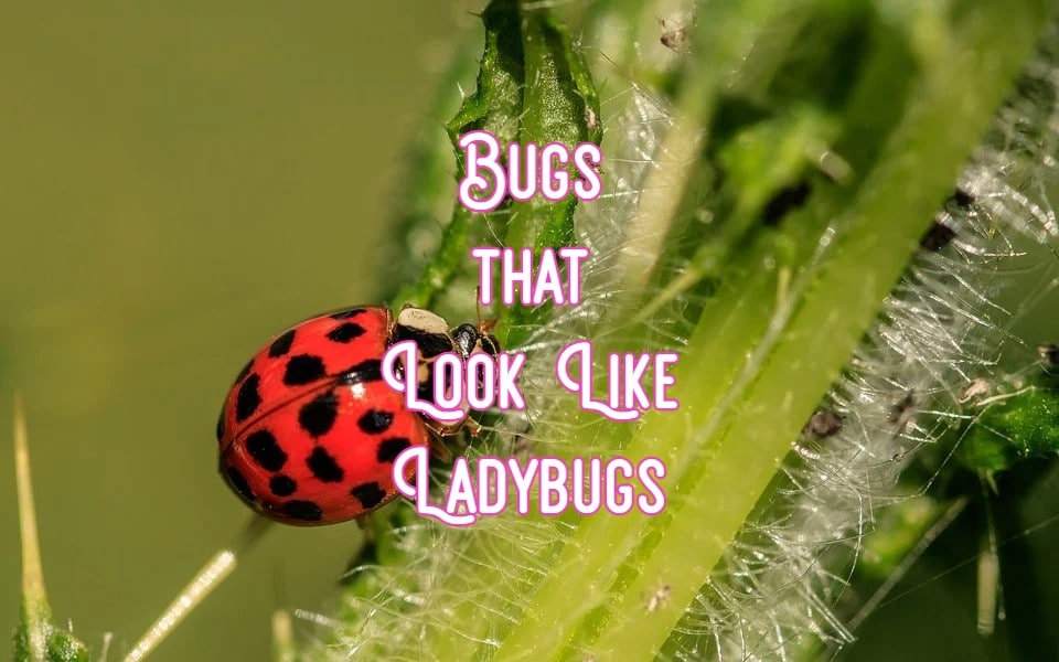 14 Bugs That Look Like Ladybugs (Some Can Bite)