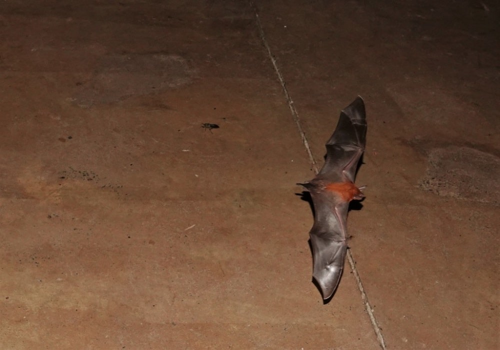 20 Types Of Bats (Pictures and Identification Guide)