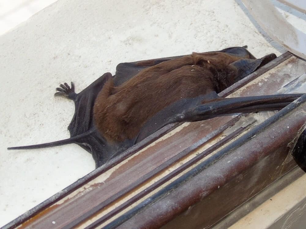 Bats in California Types, Distribution Map, And Facts