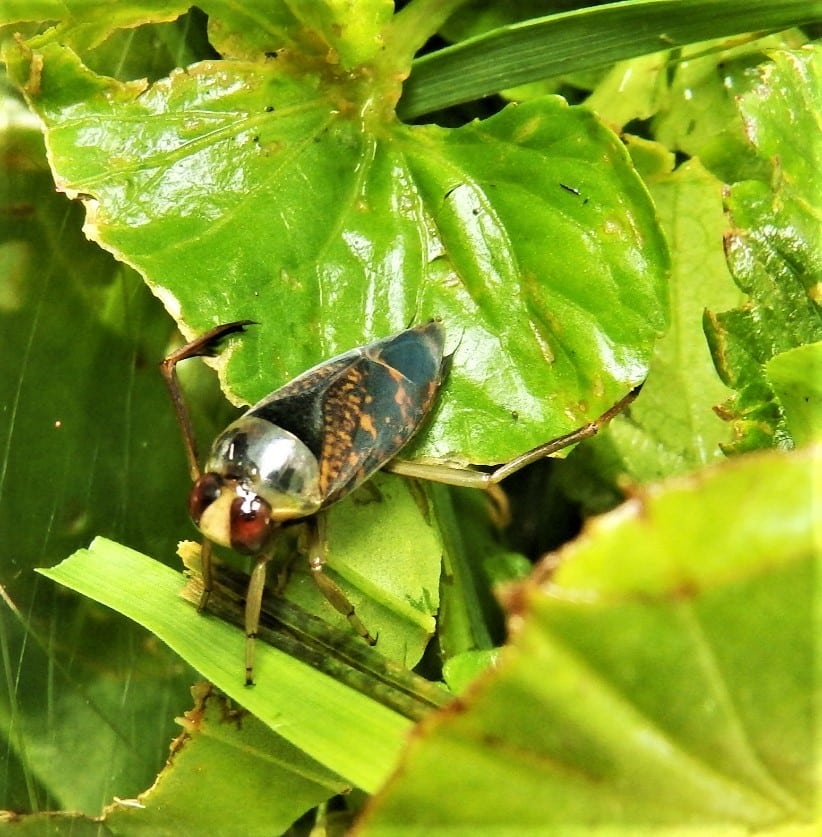 24 Types of Water Bugs (Pictures and Identification)