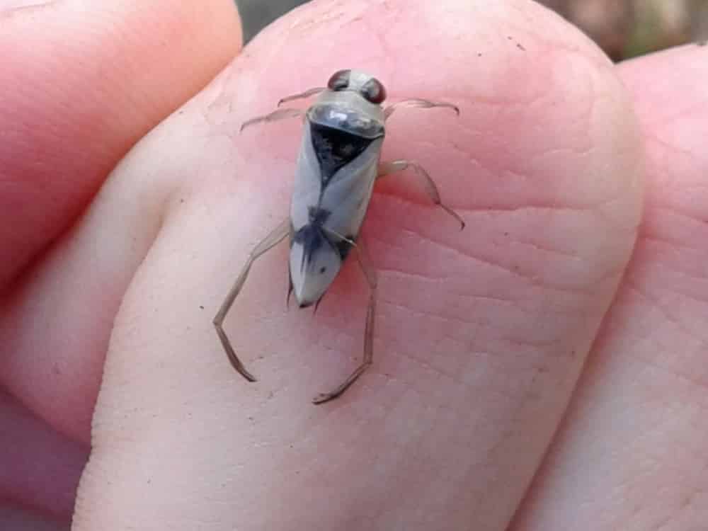 24 Types of Water Bugs (Pictures and Identification)