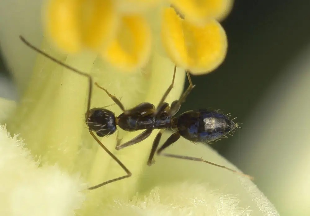 18 Types of Black Ants (with Pictures) Identification Guide