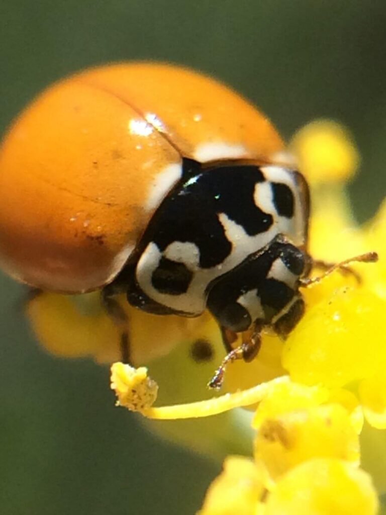 Orange Ladybugs Types, Spiritual Meaning, Bite, and More