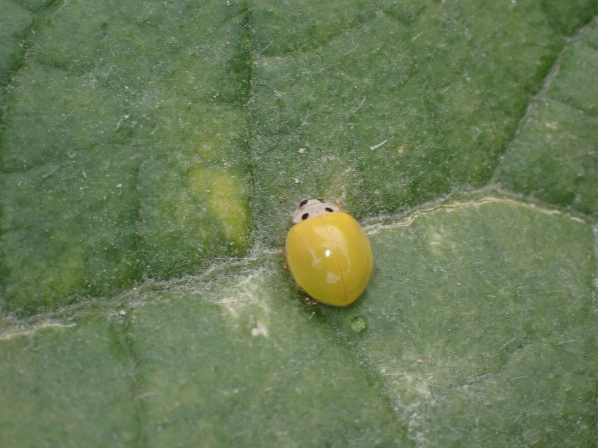 Yellow Ladybugs Types, Spiritual Meaning, Bite, and More