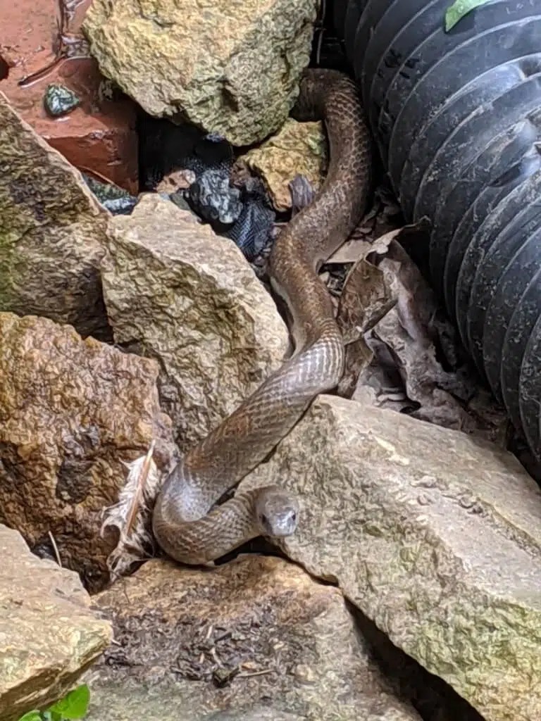 25 Snakes in Maryland VenomousSnake