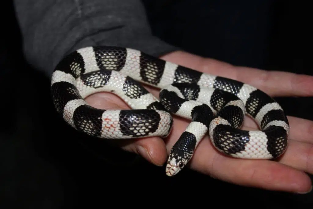15 Black and White Snakes (Pictures and Identification)