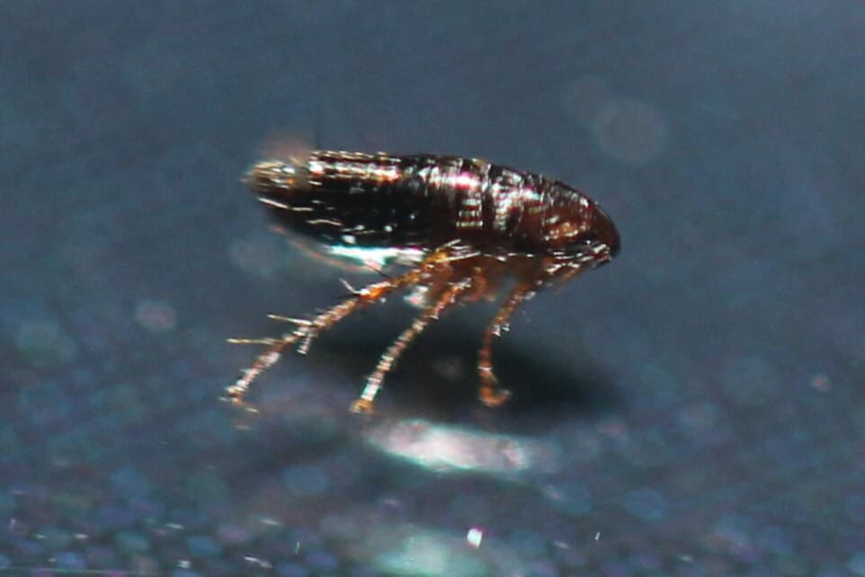 9 Early Signs of Fleas in Bed (and How to Get Rid of Them)