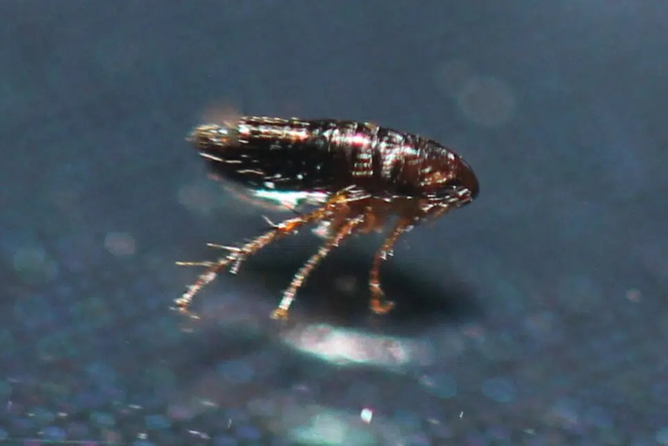 9 Early Signs of Fleas in Bed (and How to Get Rid of Them)