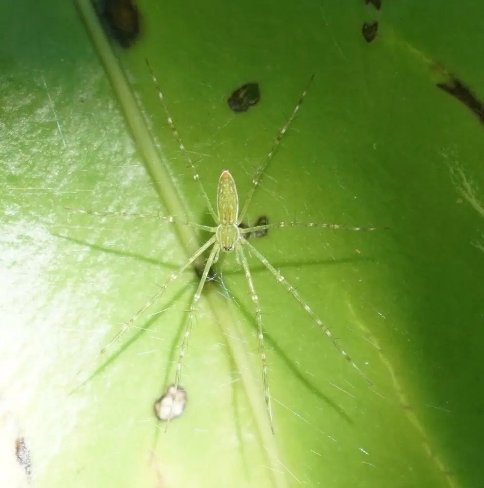 30 Common Green Spiders (Pictures And Identification)