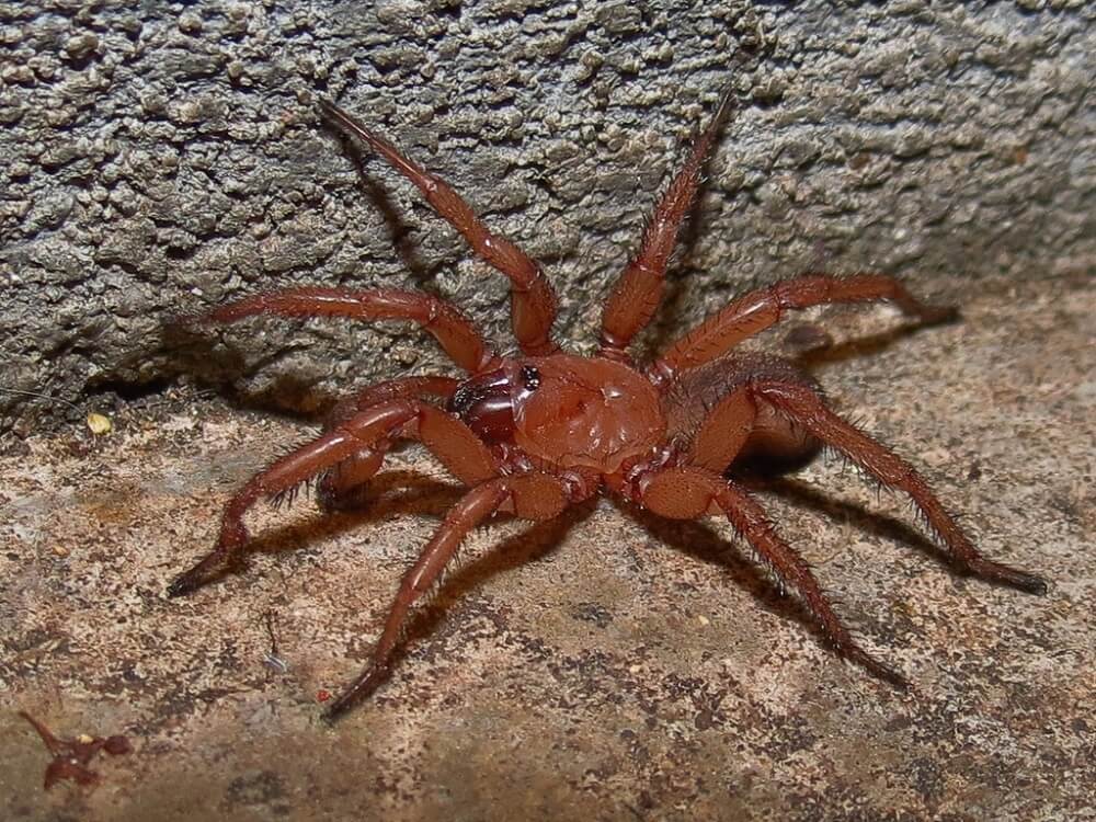 32 Vivid Red Spiders You May See (Pictures & Identification)