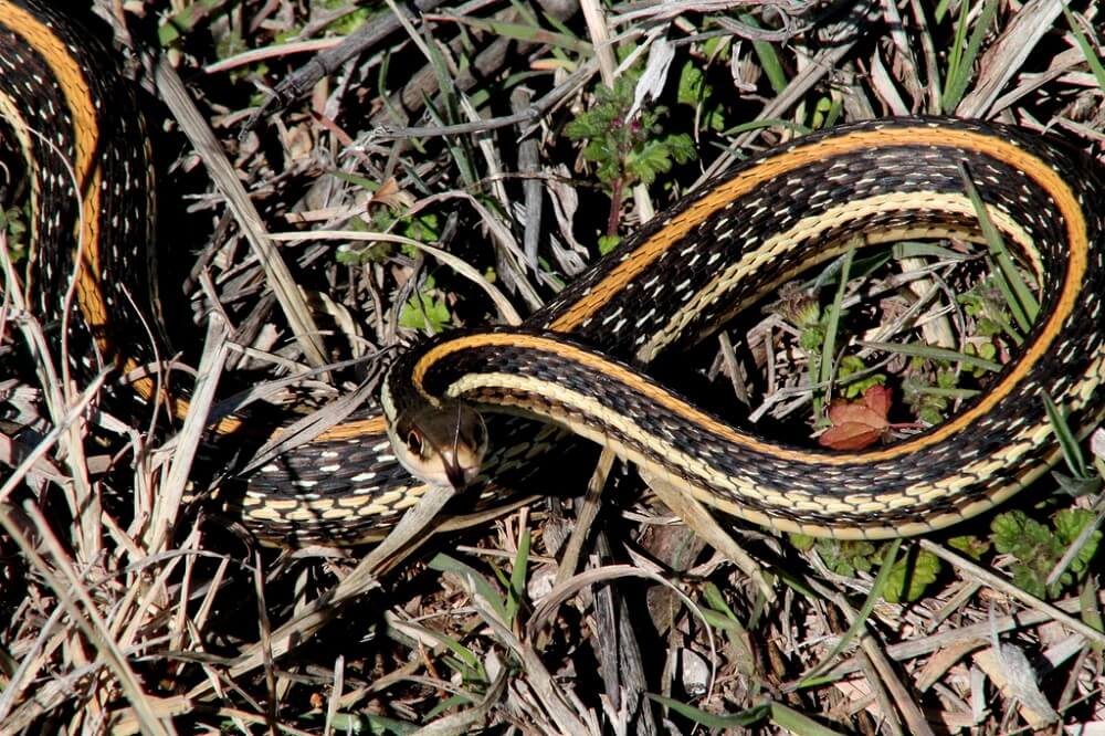 18 Amazing Black And Orange Snakes (with Pictures)