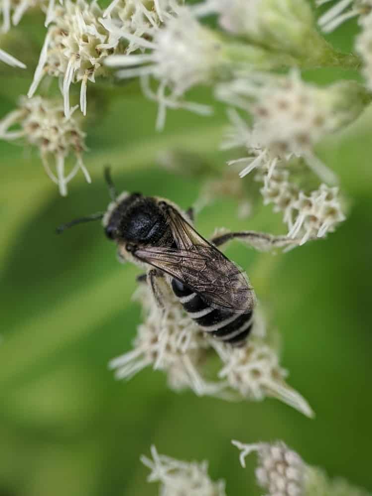 26 Black and White Bees (Pictures And Identification)