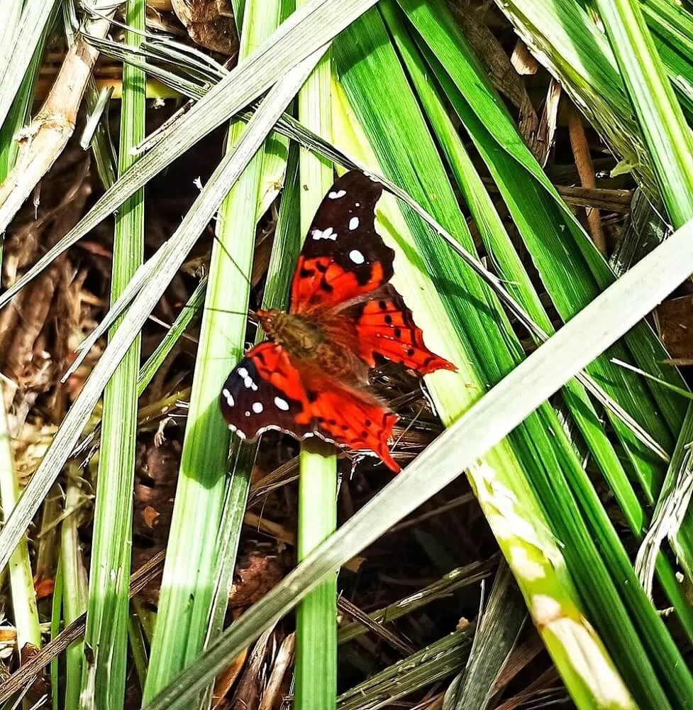30 Black and Red Butterflies (Pictures and Identification)