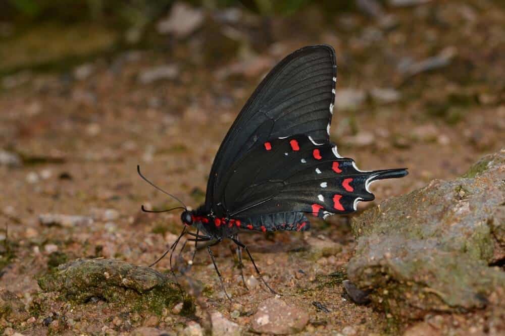 30 Black and Red Butterflies (Pictures and Identification)