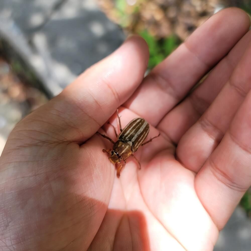 36 Common Beetles With Stripes (Pictures And Identification)