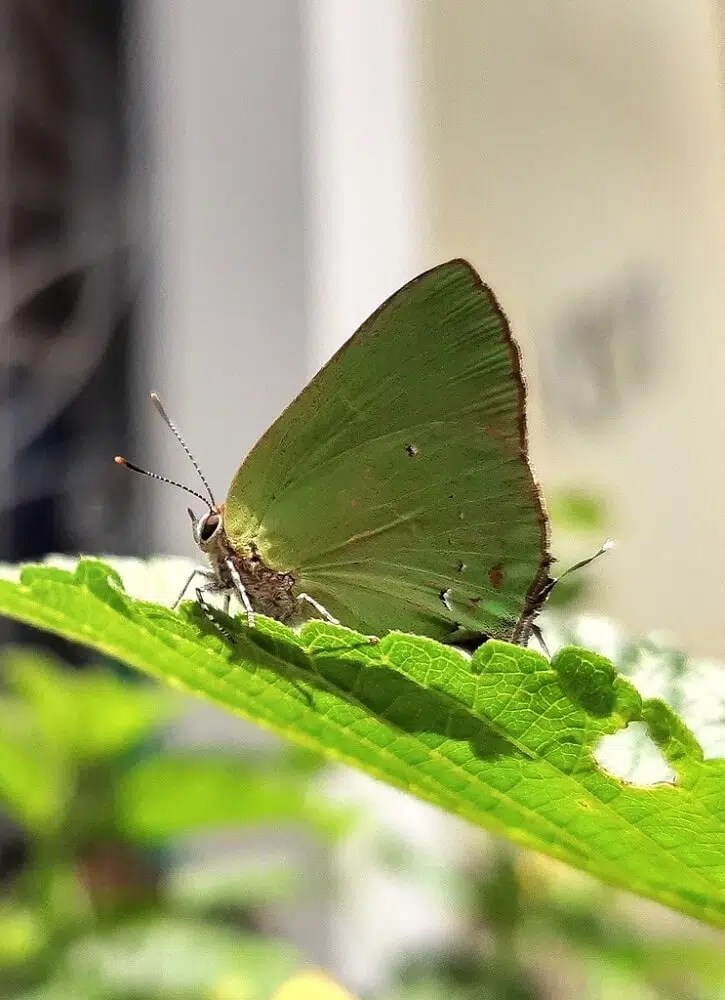 28 Amazing Green Butterflies (Pictures And IDentification)
