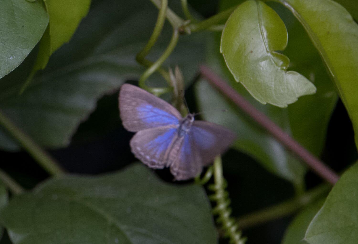 23 Amazing Purple Butterflies in The World (with Pictures)
