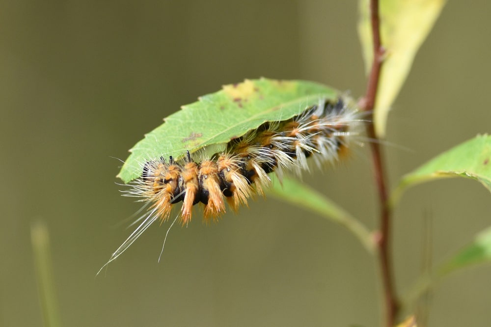 51 Yellow And Black Caterpillars (Pictures and Identification)