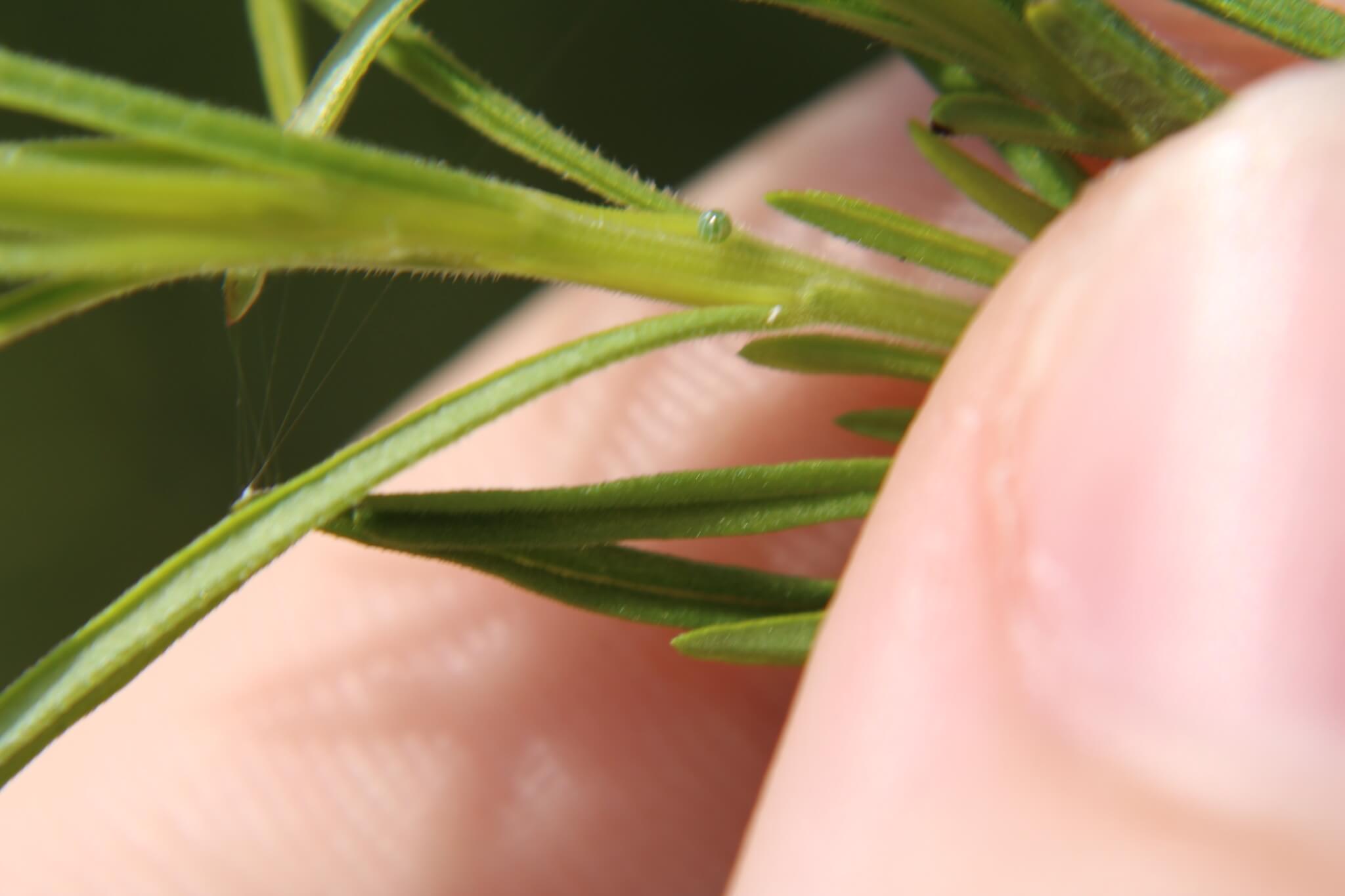 Butterfly Eggs Life Cycle, Laying, Hatching, Identification, & More