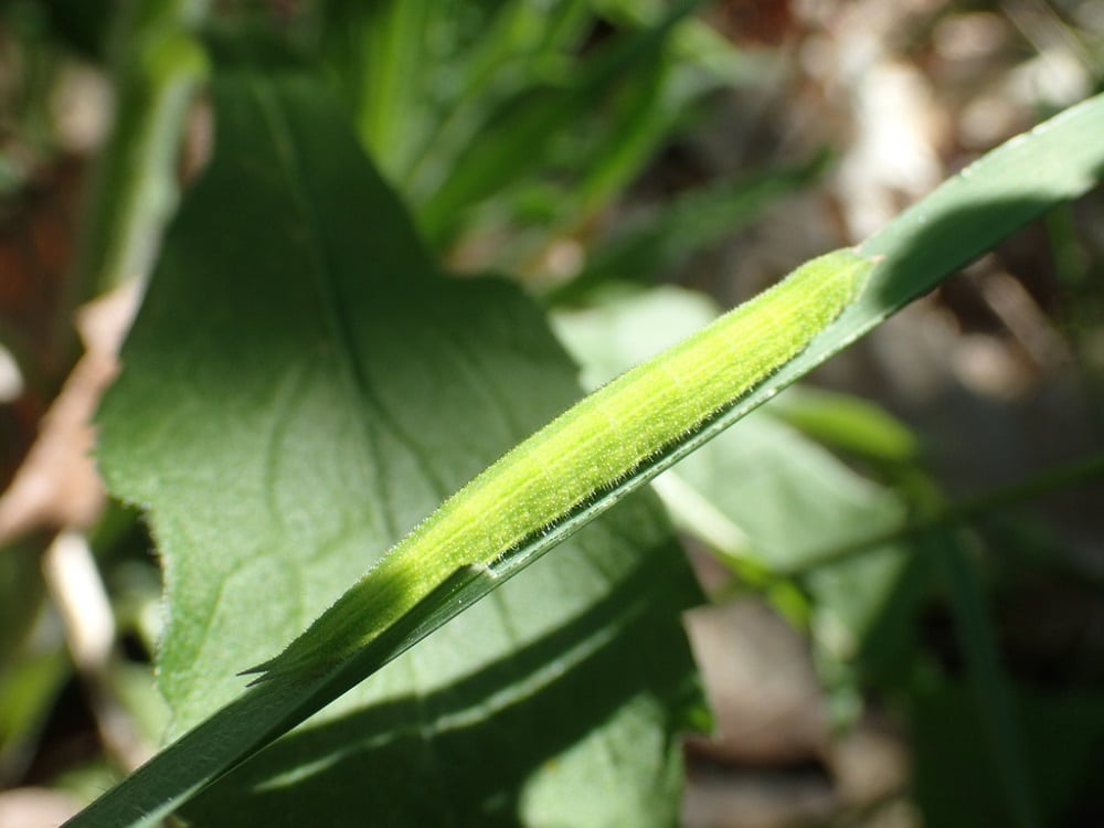 54 Common Caterpillars in Virginia (Pictures And Identification)